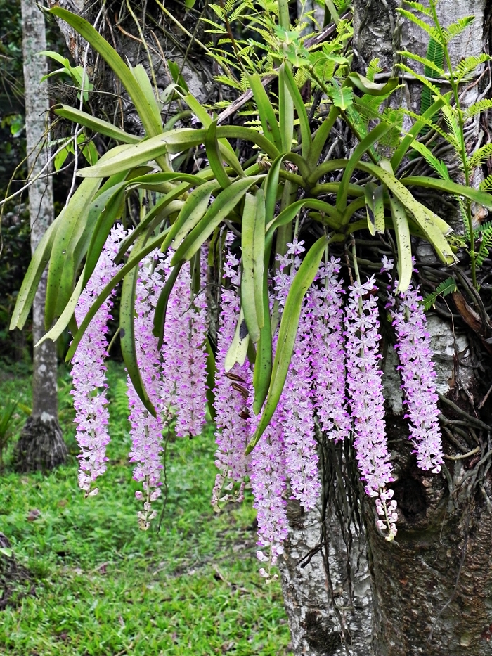 Assam landscape
