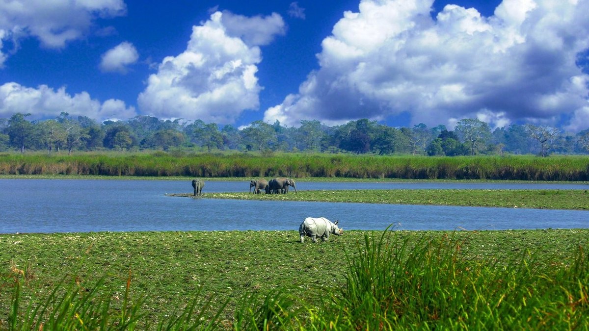 Kaziranga: The Floodplain That Made a Wildlife Sanctuary